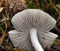 Hygrocybe fornicata bv8768