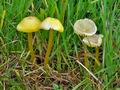 Hygrocybe_glutinipes_cr5366