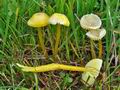 Hygrocybe_glutinipes_cr5370