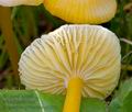 Hygrocybe_glutinipes_cr5373s