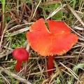 Hygrocybe_helobia_bk5659