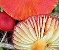 Hygrocybe_helobia_bk5666