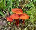 Hygrocybe_helobia_bk5689