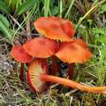 Hygrocybe_helobia_bk5691