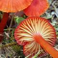 Hygrocybe_helobia_bk5704