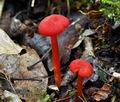 Hygrocybe_helobia_bk7662