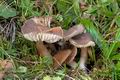 Hygrocybe_ingrata_cr5290s