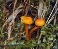 Hygrocybe_insipida_bt0026