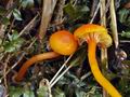 Hygrocybe_insipida_bt0038