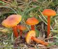 Hygrocybe_miniata_a8321