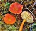 Hygrocybe_miniata_cg1417