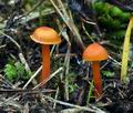 Hygrocybe mucronella bv8703