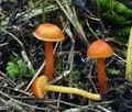 Hygrocybe mucronella bv8710