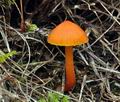 Hygrocybe mucronella bv8715