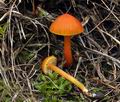 Hygrocybe mucronella bv8718