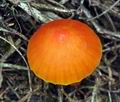 Hygrocybe mucronella bv8725