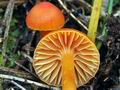 Hygrocybe mucronella bv8730