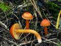 Hygrocybe mucronella bv8739