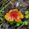 Hygrocybe_persistens_bm0449