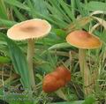 Hygrocybe_pratensis_ac7929