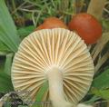 Hygrocybe_pratensis_ac7931