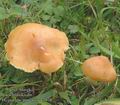 Hygrocybe_pratensis_ac7938