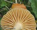 Hygrocybe_pratensis_ac7939