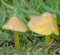 Hygrocybe_psittacina_ac8789