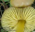 Hygrocybe_psittacina_ac8801