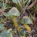 Hygrocybe_psittacina_aj4417