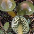 Hygrocybe_psittacina_aj4419