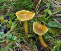 Hygrocybe_psittacina_bv8771