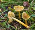 Hygrocybe_psittacina_bv8774