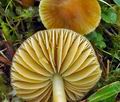 Hygrocybe_psittacina_bv8777