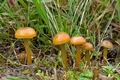 Hygrocybe_psittacina_cr6755s