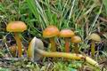 Hygrocybe_psittacina_cr6764