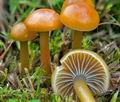 Hygrocybe_psittacina_cr6772s