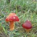 Hygrocybe_punicea_aj3755