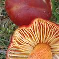 Hygrocybe_punicea_aj3764