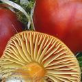 Hygrocybe_punicea_aj3780