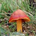 Hygrocybe_punicea_aj3786