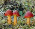 Hygrocybe_punicea_am2766