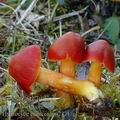 Hygrocybe_punicea_am2771