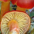 Hygrocybe_punicea_am2784