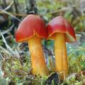 Hygrocybe_punicea_am2791