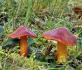 Hygrocybe_punicea_bv8793