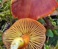 Hygrocybe_punicea_bv8815