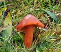 Hygrocybe_punicea_bv8880