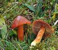 Hygrocybe_punicea_bv8883