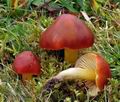 Hygrocybe_punicea_bv8888